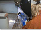 Finance Manager Laura Davis welds her initials into a keel plate for the third product carrier.